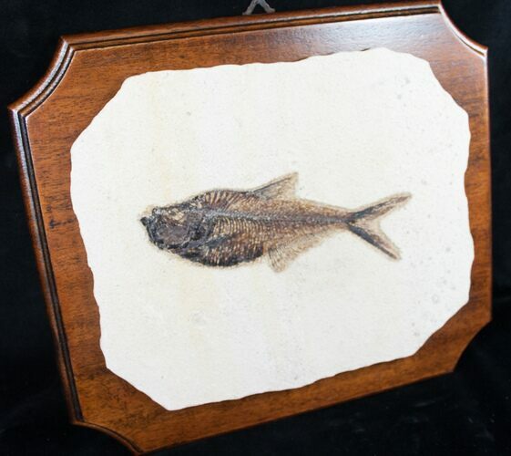 Diplomystus Fish Fossil On Wood Plaque #8791